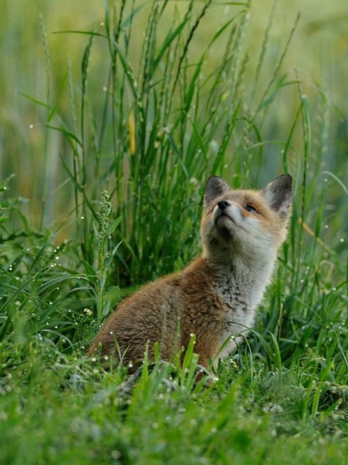 狐の画像が自然に集まるスレの画像_201411240114_51
