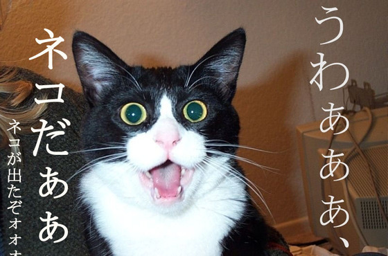 猫の画像１６枚目！