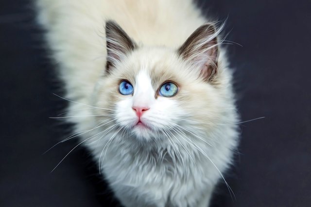 猫のきれいな画像を貼るよーの画像５９５枚目！