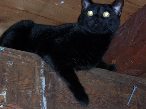 黒猫の画像１６枚目！