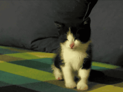 猫画像の画像６０枚目！