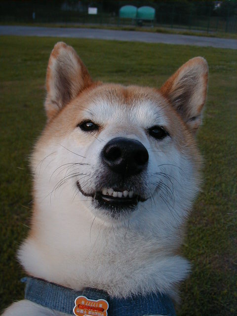 駄犬「ごすじんおさんぽつれてって」_201408090040_32