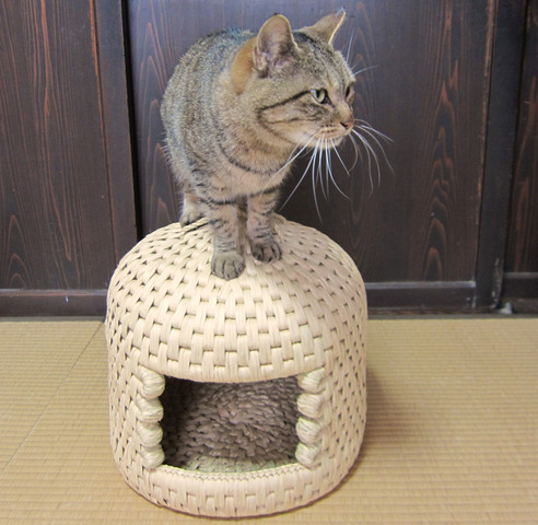 自動猫捕獲器<br />こいつは効くぜの画像１０枚目！