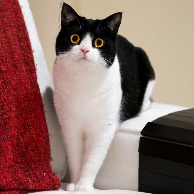 猫の画像１枚目！
