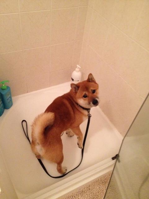 駄犬「ごすずん」の画像８枚目！