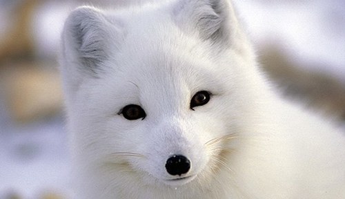狐の画像が自然に集まるスレの画像_201411240114_13