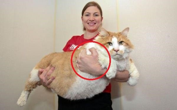 大きい猫飼いたいの画像１１枚目！