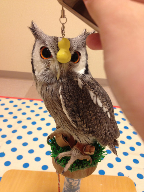 え？フクロウって飼えるのの画像_201309080525_6