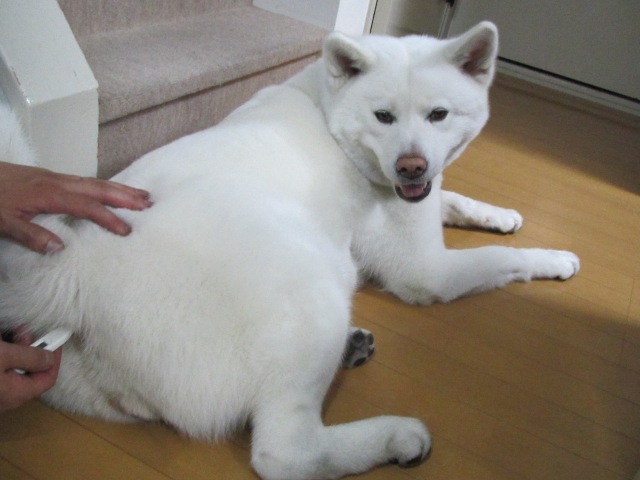 駄犬「ごすずん！さくらがさきはじめた」の画像１６枚目！