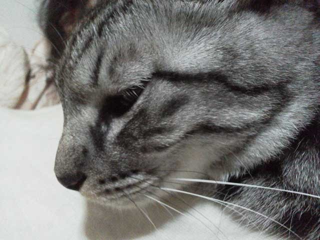 うちのネコの寝顔かわいすぎの画像１８５枚目！