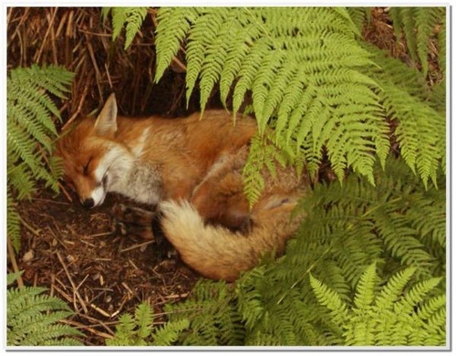 狐の画像が自然に集まるスレの画像_201411240114_52