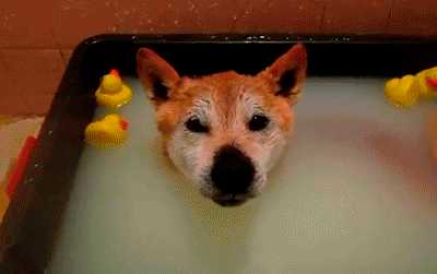 駄犬「ごすじんおさんぽつれてって」_201408090040_8