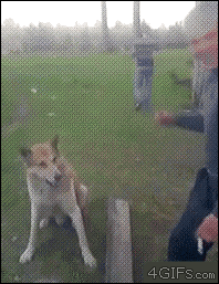 駄犬「ごすずん！さくらがさきはじめた」の画像２１枚目！