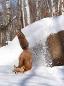 狐の画像が自然に集まるスレの画像_201411240114_9