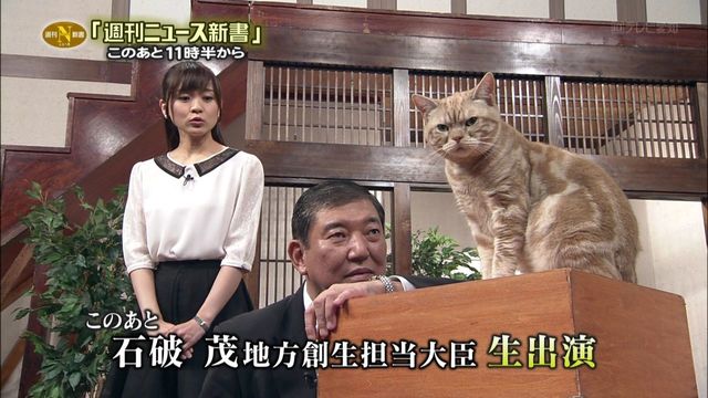 猫の画像３７枚目！