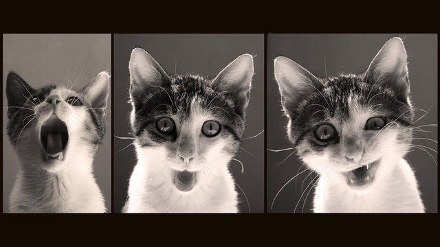 猫のきれいな画像を貼るよーの画像２７４枚目！