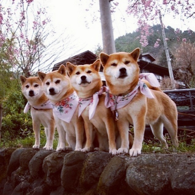 駄犬「ごすずん！さくらがさきはじめた」の画像４枚目！