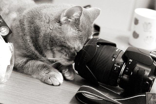 猫のきれいな画像を貼るよーの画像７６６枚目！