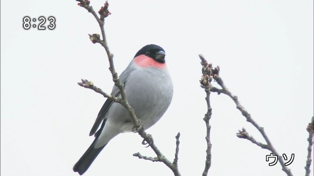 冬の鳥スレ<br />この季節に一度は見る鳥<br />スレ画はハクセキレイの画像１０枚目！