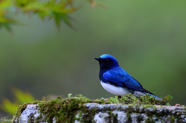 野鳥の画像２８枚目！