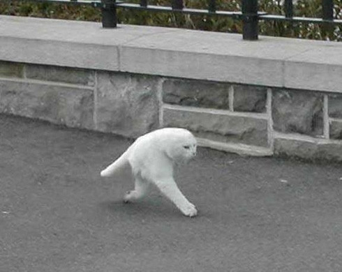 猫の画像９枚目！