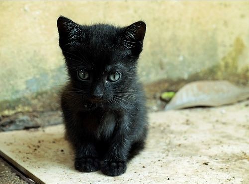 黒猫の最大の魅力の画像７枚目！
