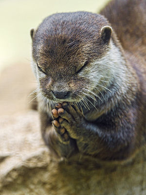 カワウソのスレの画像３枚目！