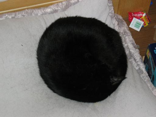 黒猫の最大の魅力の画像１８枚目！