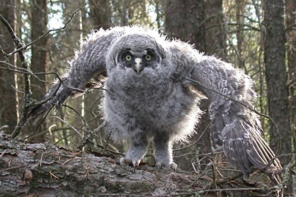 ふくろうスレの画像３８枚目！