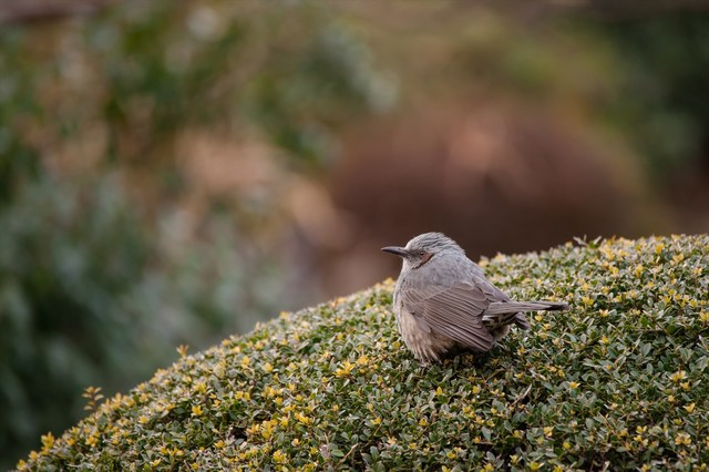 野鳥の画像１６枚目！