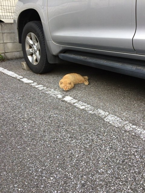猫の画像１３枚目！
