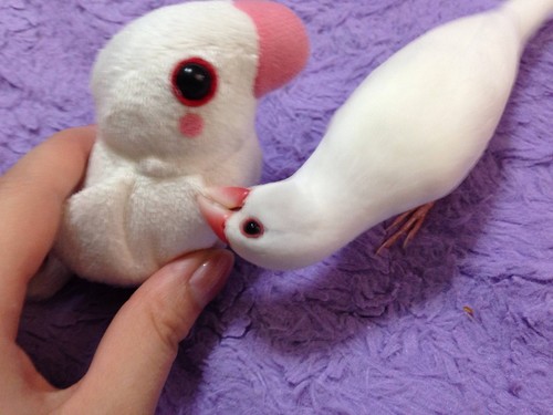 文鳥飼ってるけど質問あるよねの画像_201402241521_3