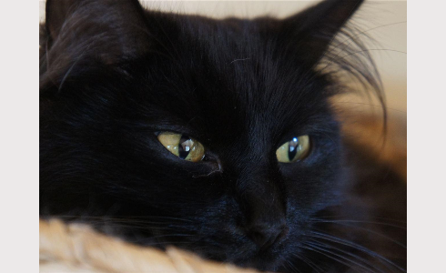 黒猫の画像５６枚目！
