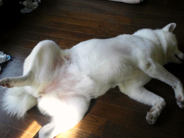 駄犬「ごすずん！さくらがさきはじめた」の画像３２枚目！