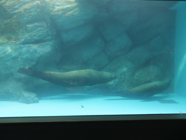 宮島水族館：みやじマリンの画像１２枚目！