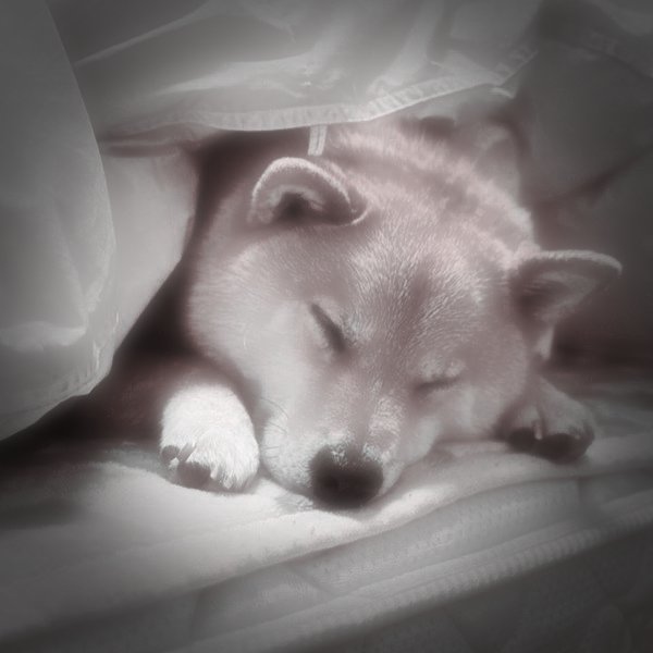 駄犬「ごすずん」の画像３枚目！