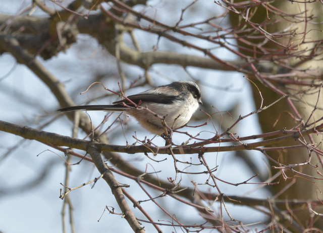 冬の鳥スレ<br />この季節に一度は見る鳥<br />スレ画はハクセキレイの画像５枚目！