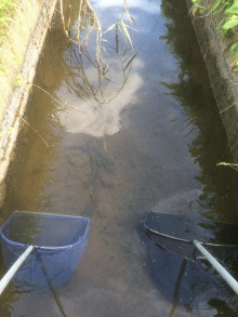 用水路で魚取りスレの画像１枚目！