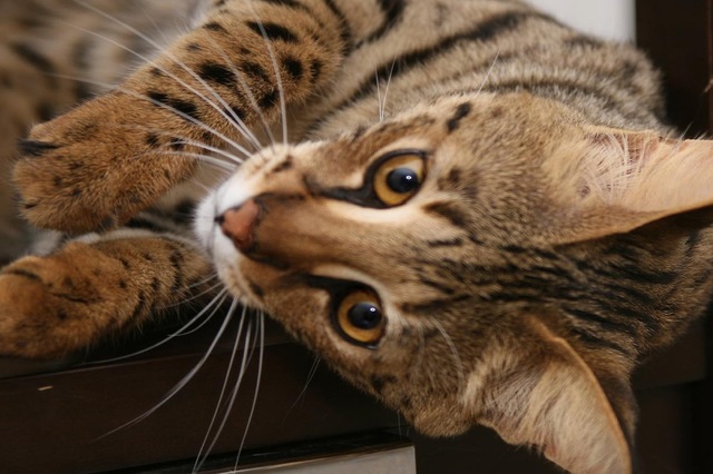 猫のきれいな画像を貼るよーの画像３６５枚目！