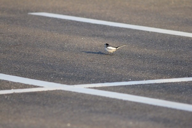 野鳥の画像３枚目！