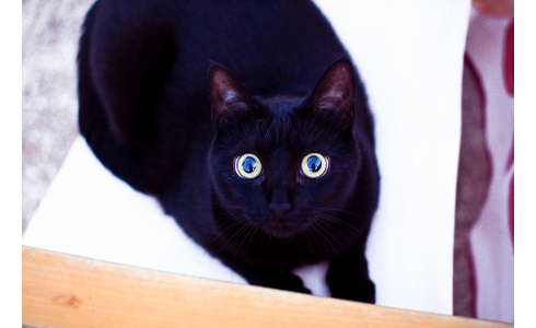 黒猫の画像６８枚目！