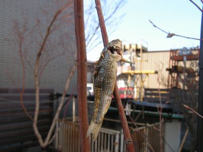 冬の鳥スレ<br />この季節に一度は見る鳥<br />スレ画はハクセキレイの画像２８枚目！