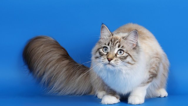 猫のきれいな画像を貼るよーの画像３９７枚目！