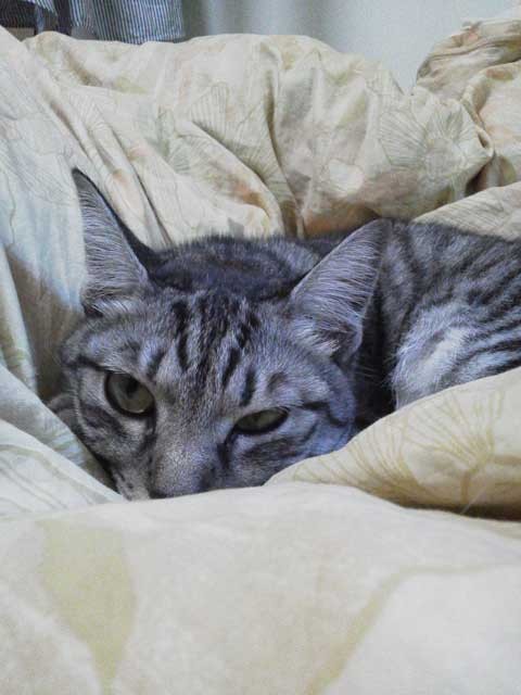 うちのネコの寝顔かわいすぎの画像２３８枚目！