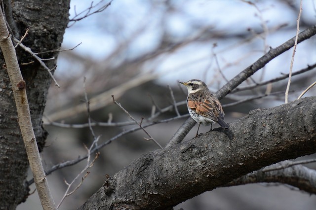冬の鳥スレ<br />この季節に一度は見る鳥<br />スレ画はハクセキレイの画像２１枚目！