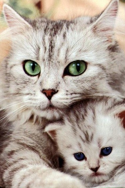 猫のきれいな画像を貼るよーの画像１８４枚目！