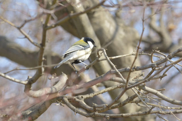 冬の鳥スレ<br />この季節に一度は見る鳥<br />スレ画はハクセキレイの画像４枚目！