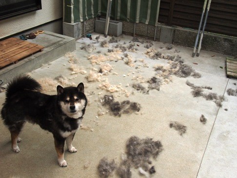 駄犬「ごすずん！さくらがさきはじめた」の画像３０枚目！