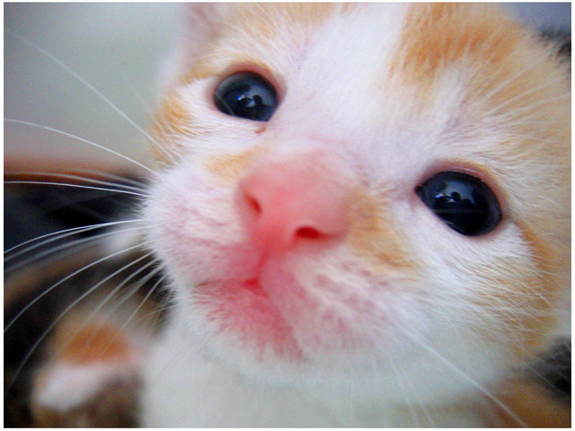 猫のきれいな画像を貼るよーの画像１１１２枚目！