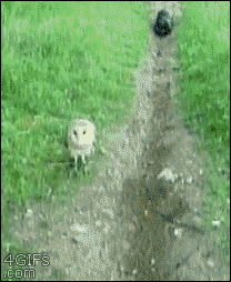 フクロウ欲しいの画像１枚目！